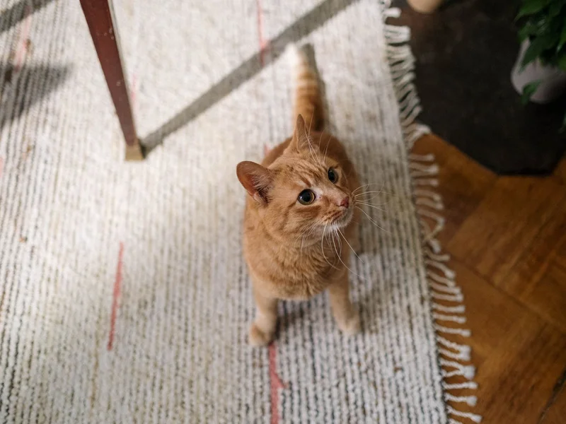 Pet stain and odor removal treatment on carpet in Warren MI home